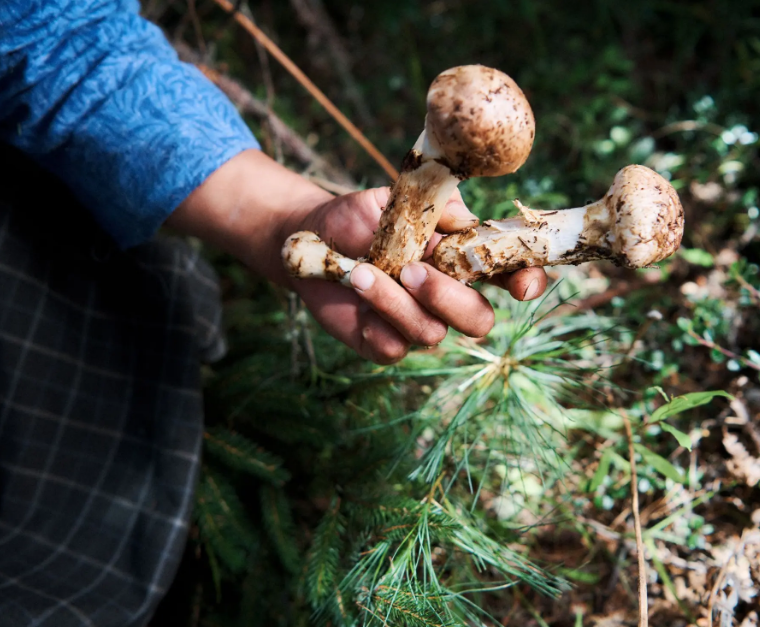 Mushrooms and Foraging in Bhutan